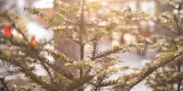 На следующей неделе в Приморье продолжится потепление