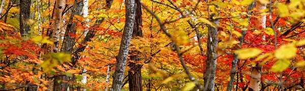 Напряжённая пожароопасная ситуация в Приморье будет наблюдаться до конца недели