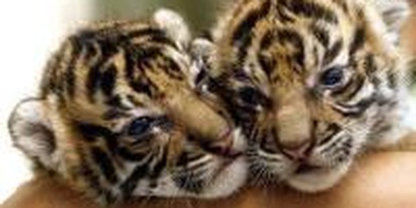 Накануне года Тигра в Приморье едва не погибли тигрята