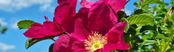 Июнь в Сихотэ-Алинском заповеднике: цветочный ковёр перволетья