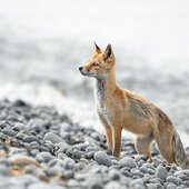 Июнь в Сихотэ-Алинском заповеднике: цветочный ковёр перволетья