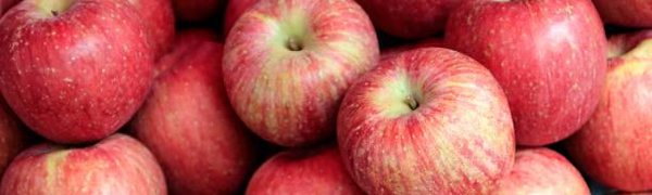 Осень — самое время есть яблоки