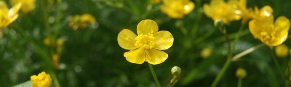 Среднесуточные температуры на большей территории Приморья вернулись к климатическим значениям