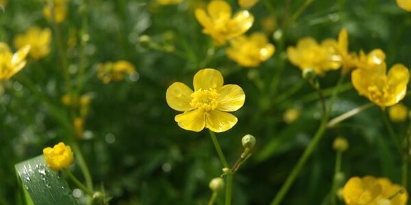 Среднесуточные температуры на большей территории Приморья вернулись к климатическим значениям