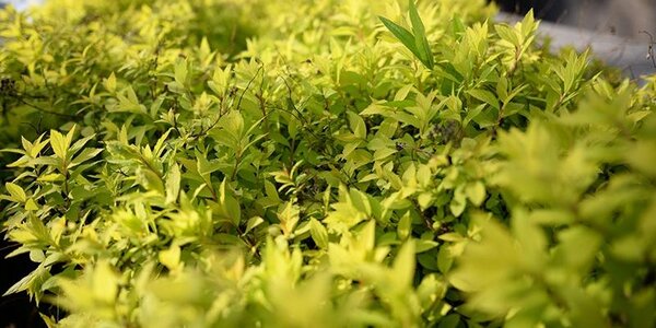 Из-за высоких температур на выходных в Приморье повысится пожароопасность леса