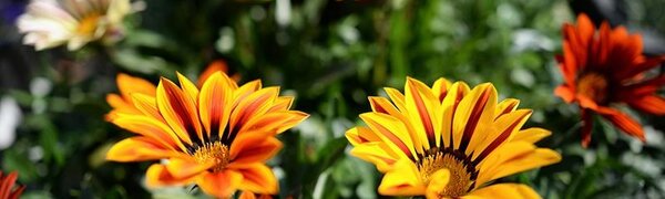 С хорошей погоды начнется рабочая неделя в Приморье 