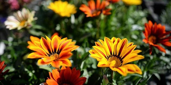 С хорошей погоды начнется рабочая неделя в Приморье 