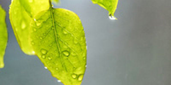 В ближайшие дни погода в Приморье сохранит неустойчивый характер