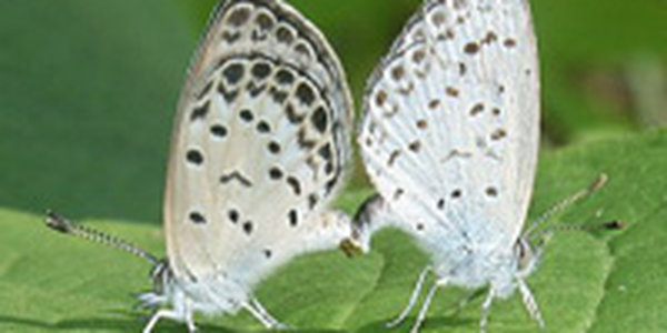 Авария на «Фукусиме» вызвала мутации у бабочек