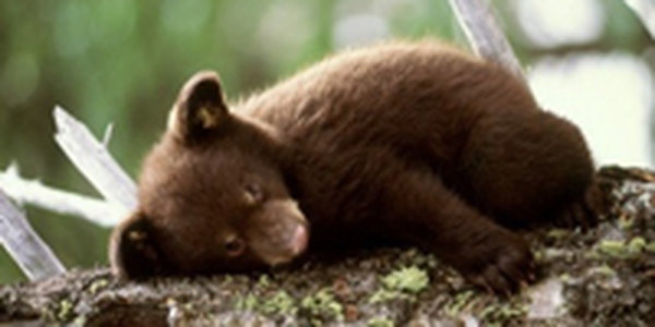 В норвежский дом вломились медведи и выпили все пиво