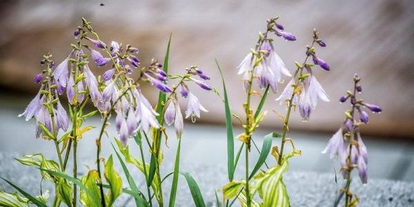 Дожди и грозы пройдут над Приморьем в выходные