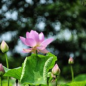 В Приморье наступила удивительная пора цветения лотосов