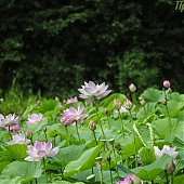 В Приморье наступила удивительная пора цветения лотосов