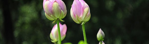 В Приморье наступила удивительная пора цветения лотосов