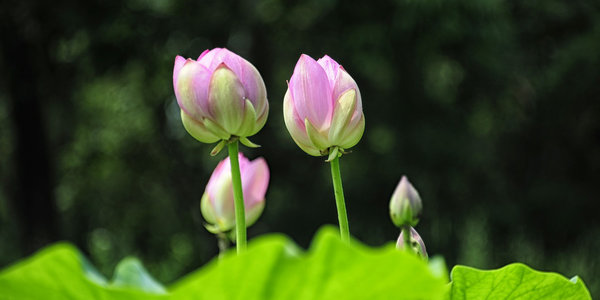 В Приморье наступила удивительная пора цветения лотосов