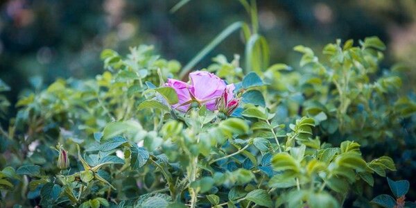 Проясние и тепло: погода во Владивостоке начнет радовать с пятницы
