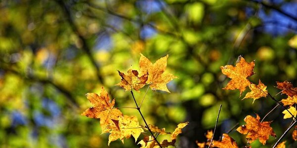 В начале следующей недели резкого похолодания в Приморье не ожидается