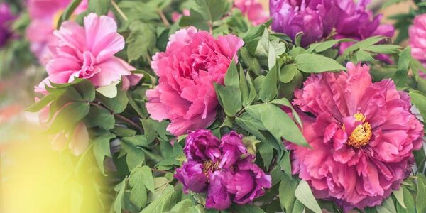 Вторая декада июня на большей территории Приморья выдалась теплой