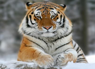 Россия дарит Корее амурских тигров
