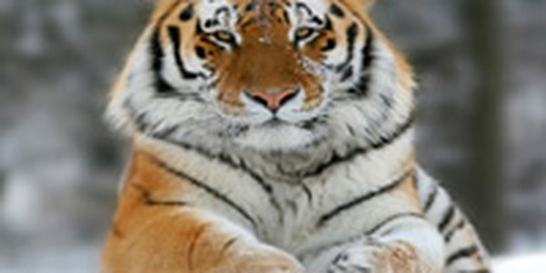 Россия дарит Корее амурских тигров