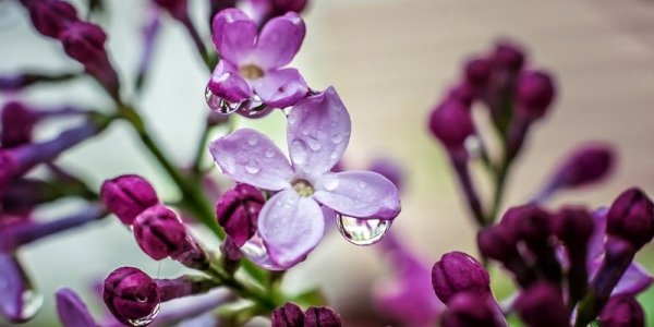 Весна попрощается с Приморьем последним майским дождём