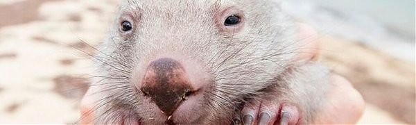 В Австралии открыли вакансию «обнимателя вомбата»