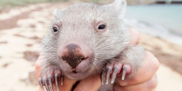 В Австралии открыли вакансию «обнимателя вомбата»