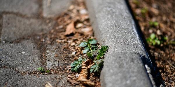 Воздух в Приморье прогреется до +12 °С к концу рабочей недели