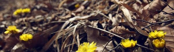 На выходных погода подарила жителям Приморья солнце и тепло (ФОТО)