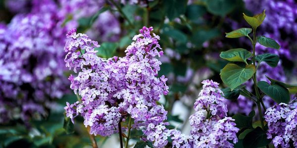 На следующей неделе погода в Приморье вновь будет неустойчивой