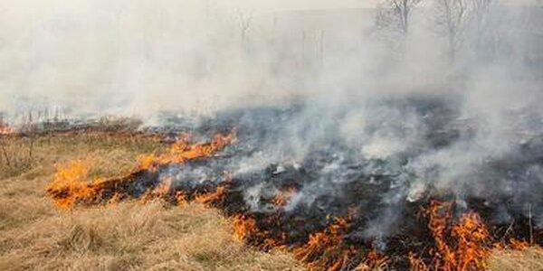 Уровень пожароопасности леса в Приморье растет