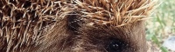 Ежиха Женя благополучно вернулась в природу