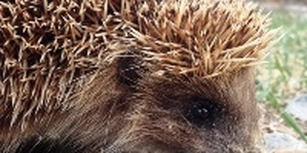 Ежиха Женя благополучно вернулась в природу