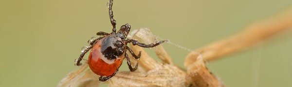 Из-за тёплой погоды в Приморье раньше обычного проснутся клещи