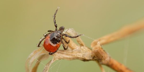 Из-за тёплой погоды в Приморье раньше обычного проснутся клещи
