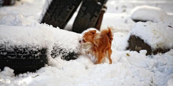 Температуры в Приморье вернутся в климатические рамки, в среду пройдет снег: всё о погоде в Приморье на рабочей неделе