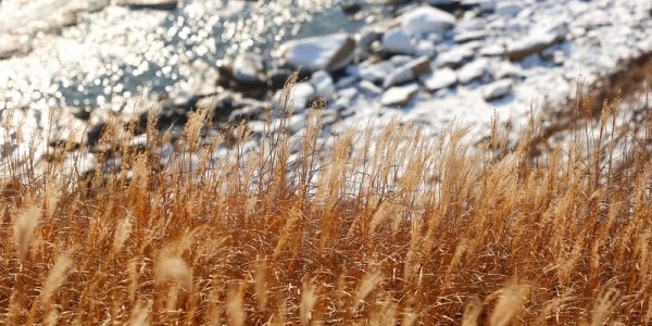 Декабрь в Приморье выдался на редкость тёплым и бесснежным