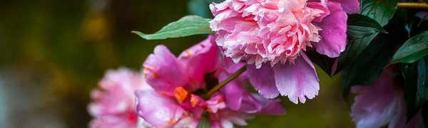 Во второй половине недели тайфун «Кроса» может повлиять на погоду в Приморье