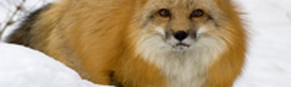 Карантин по бешенству животных объявлен в трех районах Якутии