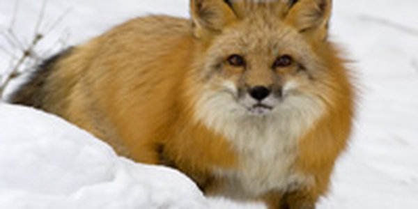 Карантин по бешенству животных объявлен в трех районах Якутии