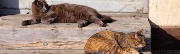 В конце рабочей недели на юге Приморья ожидаются оттепели до +2 °C