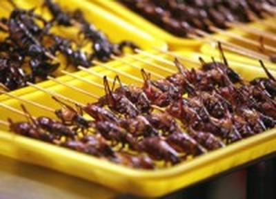 Мясо заменят саранчой и жуками 