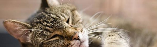 Учёные доказали, что лень заразна