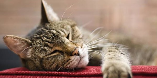 Учёные доказали, что лень заразна