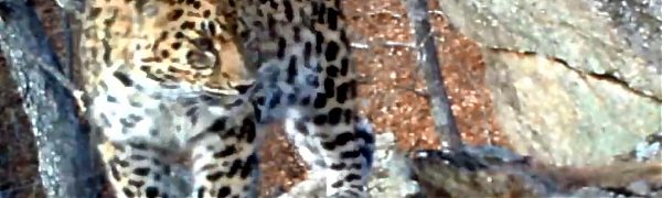 В Приморском заповеднике появился новый леопард