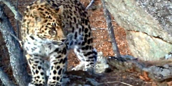 В Приморском заповеднике появился новый леопард