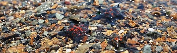 Как выявить «верёвочников» на пляжах Приморья. ПАМЯТКА