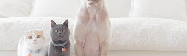 В России могут ограничить количество животных в квартире