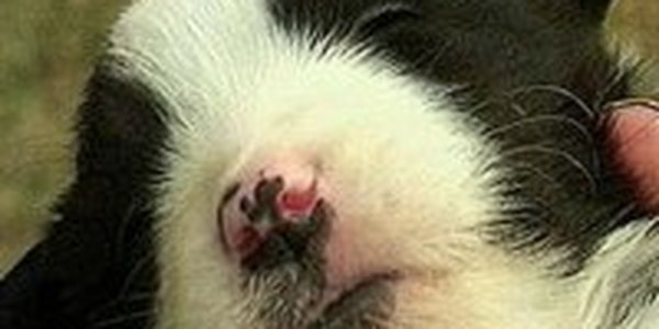 Щенок родился у домашней кошки