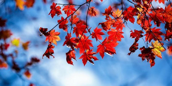 Октябрь в Приморье завершится ясной и прохладной погодой